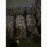 Продам картоплю буряк морква
