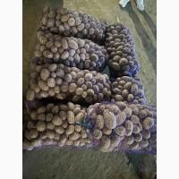 Продам картоплю буряк морква