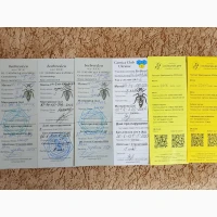 Бджолопакети Карніка 20 шт