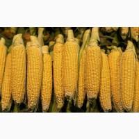 Продам кукурудзу, 500 т., Чернігівська обл., с.Пальчики