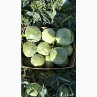 Продам капусту молодую
