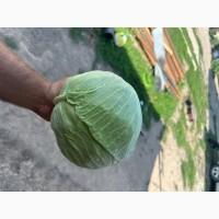 Продам капусту