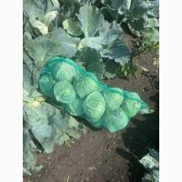Продам капусту