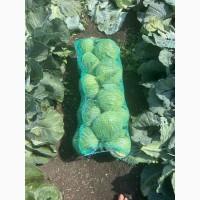 Продам капусту