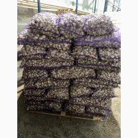 Продам часник на переробку або для загального харчування