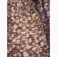 Продам часник на переробку або для загального харчування