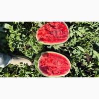 Продаём кавун горной якости