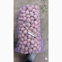 Продам семеной картофель