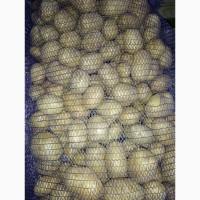 Продам товарный картофель