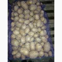 Продам товарный картофель