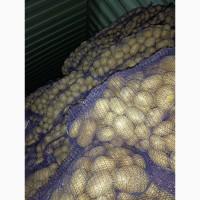 Продам товарный картофель