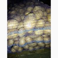 Продам товарный картофель