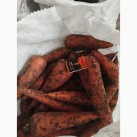 Продам моркву оптом