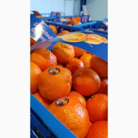 Продам Мандарин, опт, сорт Клементина, Греція