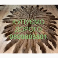 Купуємо шкури ДОРОГО куниці, бобра