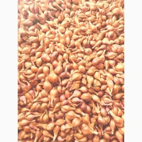 Продам цибулю шалот (кущівку)