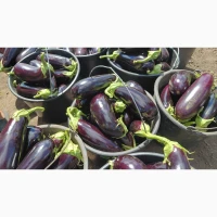 Продам баклажан, сорт Каземір