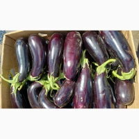 Продам баклажан, сорт Каземір