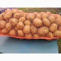 Продам картоплю Коломбо