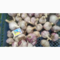 Продам часник ози