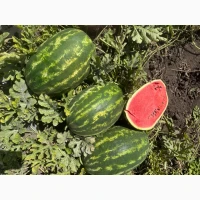 Продам кавун Фонтана
