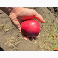 Продам яблоко