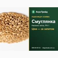 Купити насіння пшениці Смуглянка - еліта, РН-1, документи