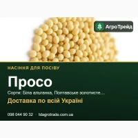 Продам насіння проса - Біла альтанка, Полтавське золотисте, Козацьке