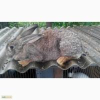 Продам порісну кроличку