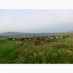 Пчелопакеты. Пчеломатки Карпатской пчелы с доставкой по Украине