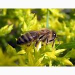 Пчелопакеты. Пчеломатки Карпатской пчелы с доставкой по Украине