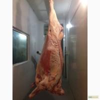 Half beef Cow (Halal) - Полутуши говядины корова