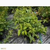 Саженці актинидии в горшках Пурпурная, Оригинальная, Крупноплодная и др