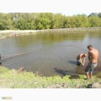 Продам мальок коропа, товстолоба, білого амура