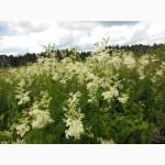 Таволга вязолистая, Лабазник