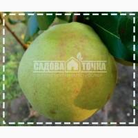 Свженцы Груши И3умруднвя купить 8 интернет-супермвркете SbDOVb-TOCHKb