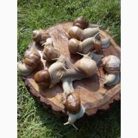 Виноградная улитка helix pomatia