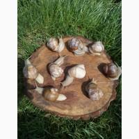 Виноградная улитка helix pomatia