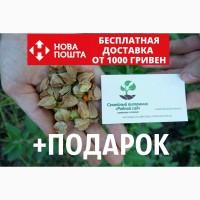 Ашвагандха семена (20 штук) (ашваганда, индийский женьшень) ценное лекарственное растение