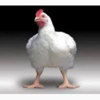 Кури бройлера батьківське стадо Росс-308 живі