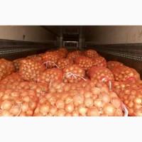 Продам лук сорт Штутгарт и Глобус