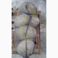 Продам капусту оптом, сорт белокочанка
