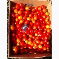 Продам помидоры красный, зеленый