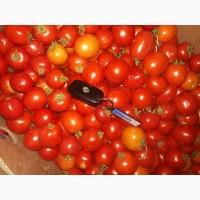 Продам помидоры красный, зеленый