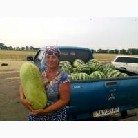 Прдам арбуз оптом с поля Александрия Кировоградская обл