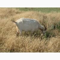 Продаються недорого дійні кози