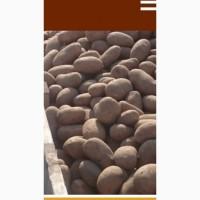 Продам товарный картофель красных и белых сортов