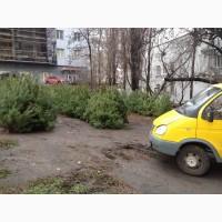 Живая сосна с доставкой по КИЕВУ РОЗНИЦА Елочная ярмарка Вячеслава Черновола, 26А