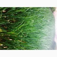 Продам зелёный лук