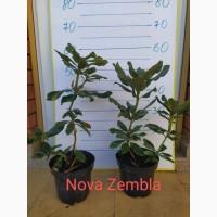 Продам рододендрон Nova Zembla
